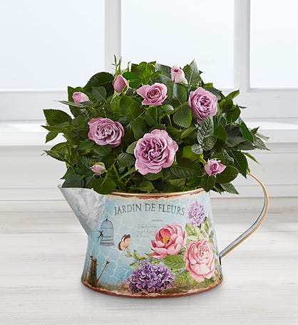 Blooms Rose Pitcher